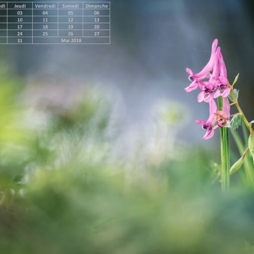 Calendrier Mai 2018 (1024px)