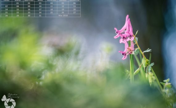 Calendrier Mai 2018 (1024px)