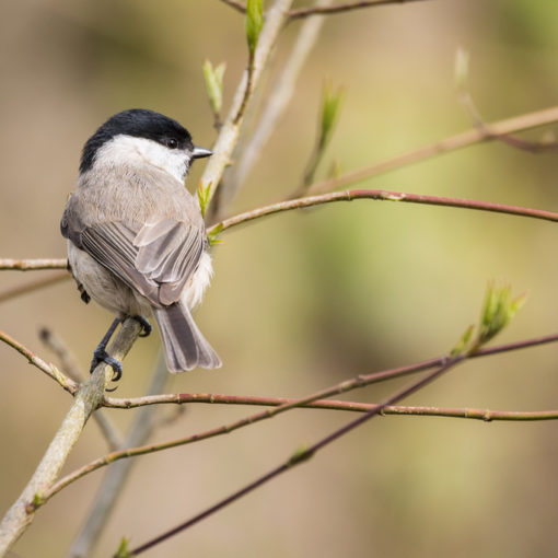 Mésange nonnette / Poecile palustris