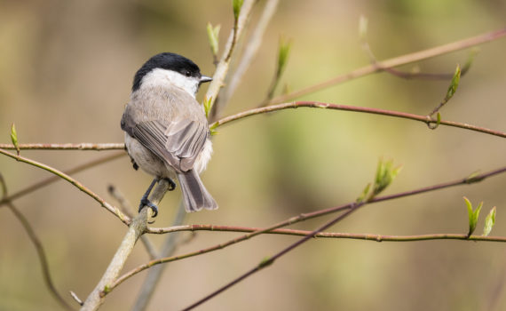 Mésange nonnette / Poecile palustris