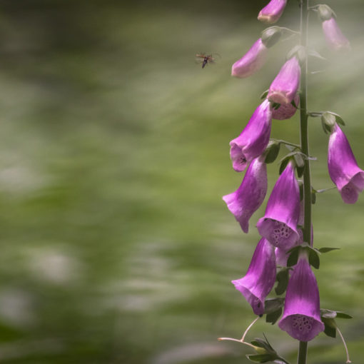 Digitale pourpre / Digitalis purpurea