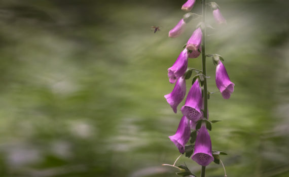 Digitale pourpre / Digitalis purpurea