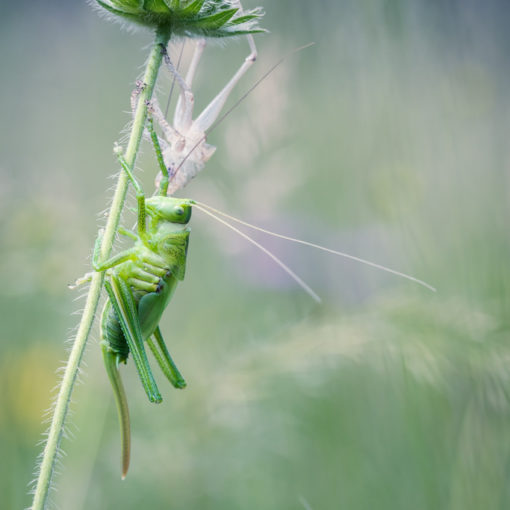 Grande sauterelle verte / Tettigonia viridissima