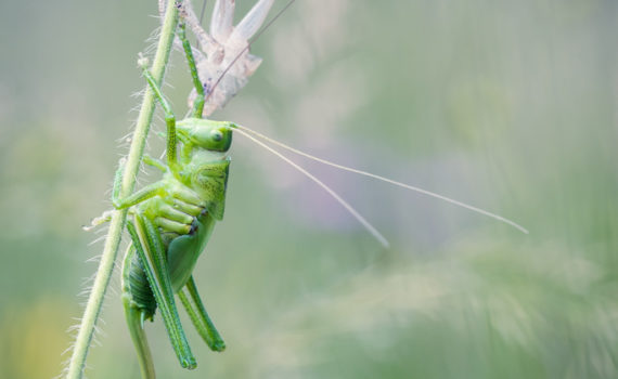 Grande sauterelle verte / Tettigonia viridissima