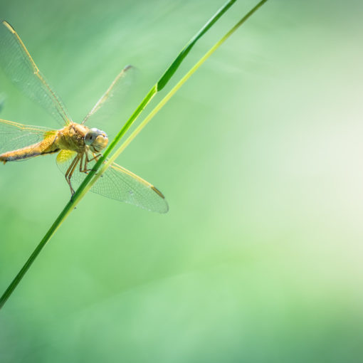 Orthetrum bleuissant / Orthetrum coerulescens