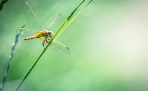 Orthetrum bleuissant / Orthetrum coerulescens