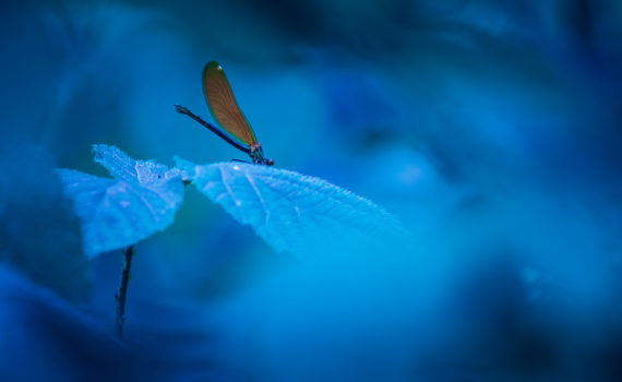 Caloptéryx vierge / Calopteryx virgo