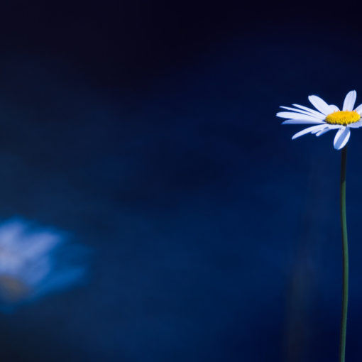 Marguerite / Leucanthemum vulgare