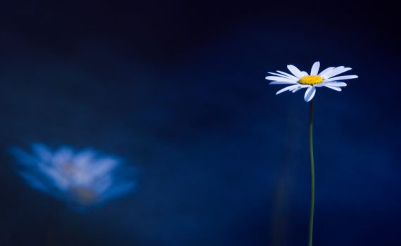 Marguerite / Leucanthemum vulgare