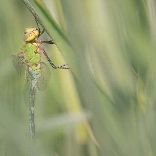 Anax empereur / Anax imperator