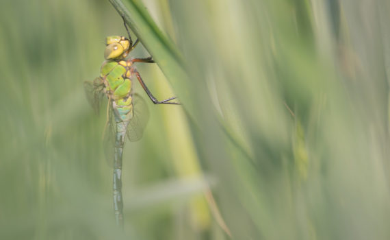 Anax empereur / Anax imperator