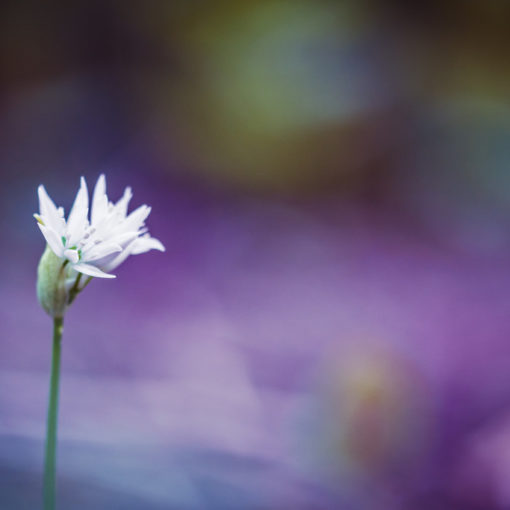 Ail des ours / Allium ursinum