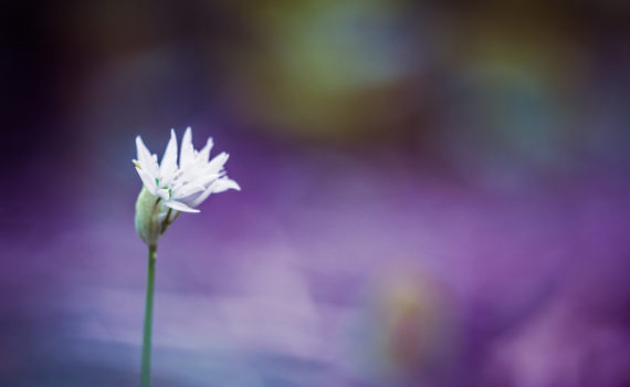 Ail des ours / Allium ursinum