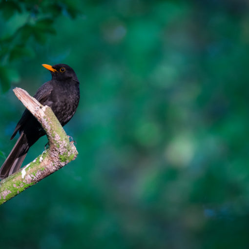 Merle noir / Turdus merula