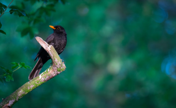 Merle noir / Turdus merula