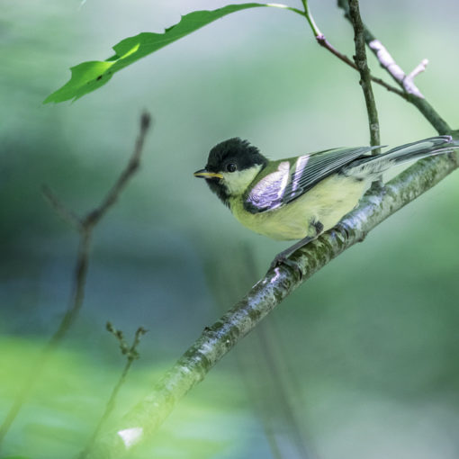 Mésange charbonnière / Parus major