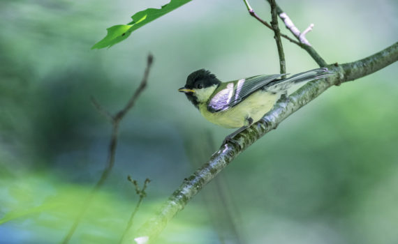 Mésange charbonnière / Parus major