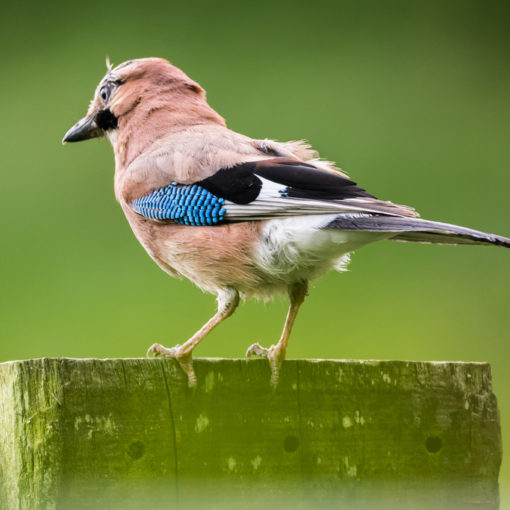 Geai des chênes / Garrulus glandarius