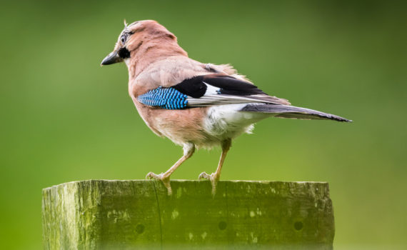 Geai des chênes / Garrulus glandarius