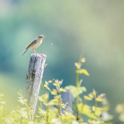 Pipit des arbres / Anthus trivialis