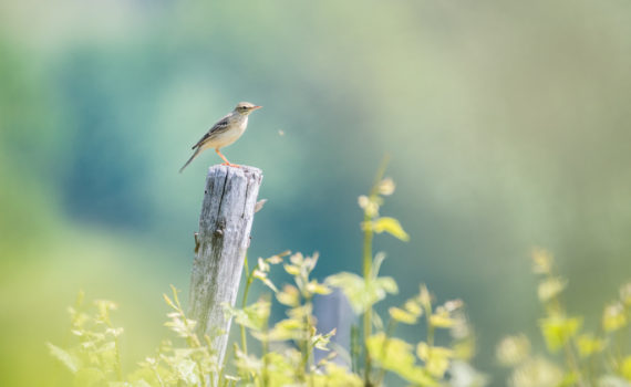 Pipit des arbres / Anthus trivialis