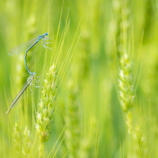 Pennipatte bleuâtre / Platycnemis pennipes