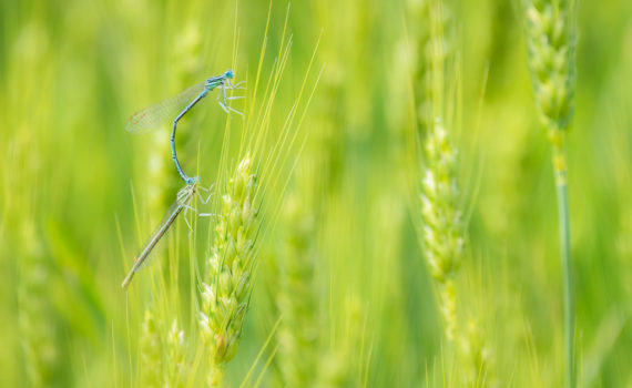 Pennipatte bleuâtre / Platycnemis pennipes