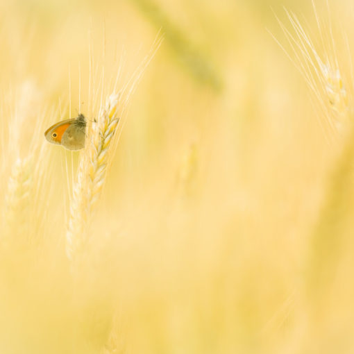 Fadet commun / Coenonympha pamphilus