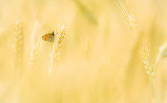 Fadet commun / Coenonympha pamphilus