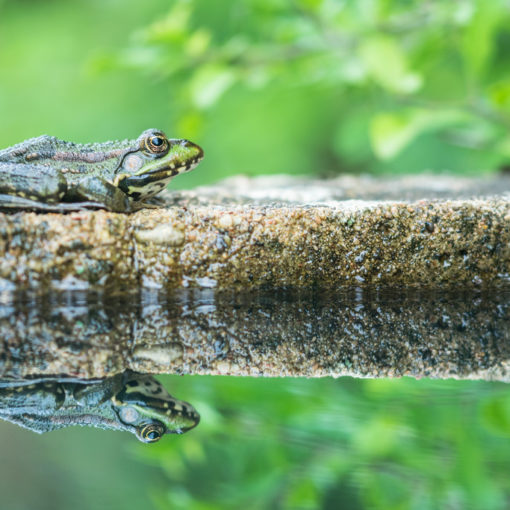 Grenouille verte / Pelophylax kl. esculentus