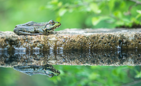 Grenouille verte / Pelophylax kl. esculentus