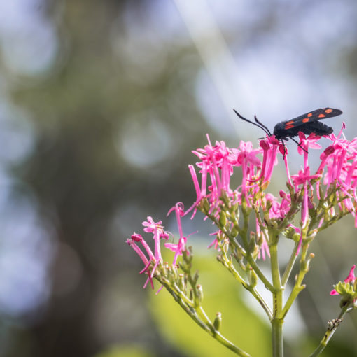 Zygène de la filipendule / Zygaena filipendulae