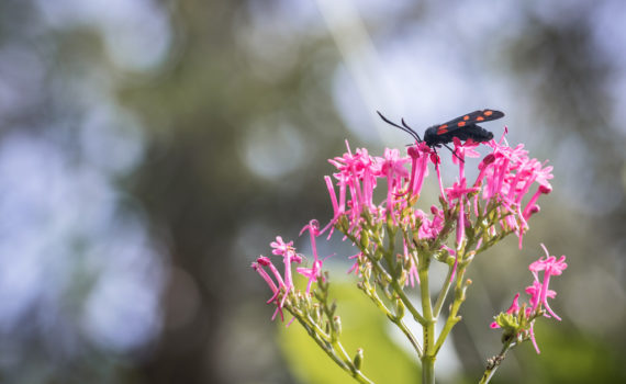 Zygène de la filipendule / Zygaena filipendulae