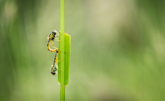 Syrphe porte-plume / Sphaerophoria scripta