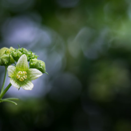 Bryone dioïque / Bryonia dioica