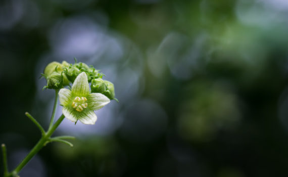 Bryone dioïque / Bryonia dioica