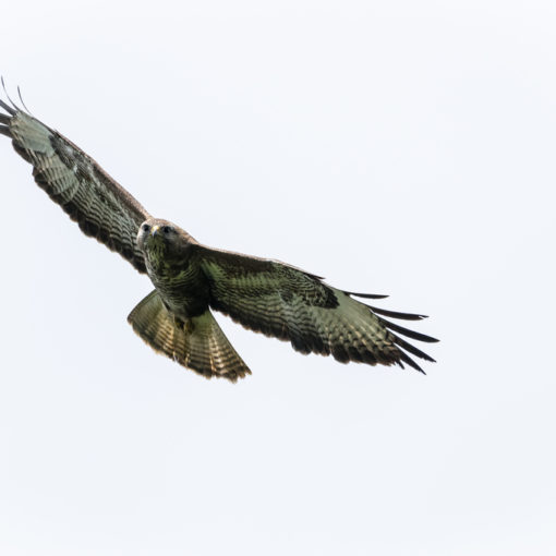 Buse variable / Buteo buteo