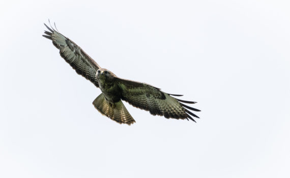 Buse variable / Buteo buteo