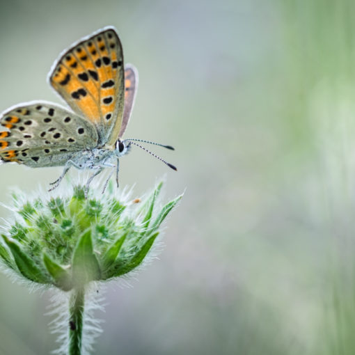 Cuivré fuligineux / Heodes tityrus