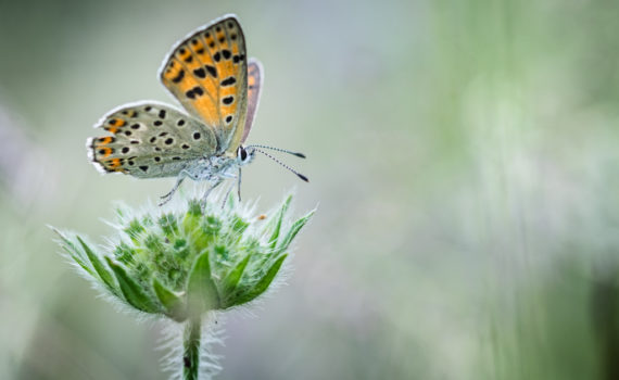 Cuivré fuligineux / Heodes tityrus