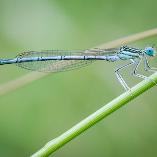 Pennipatte bleuâtre / Platycnemis pennipes