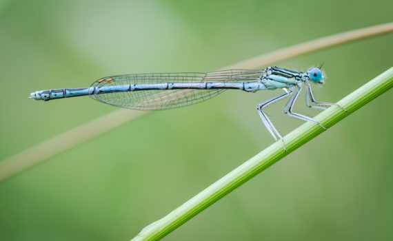 Pennipatte bleuâtre / Platycnemis pennipes