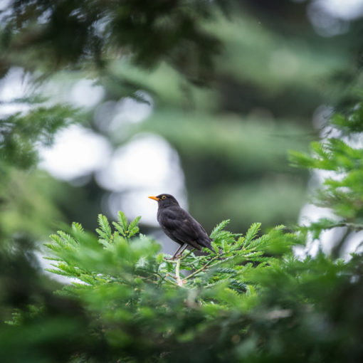 Merle noir / Turdus merula