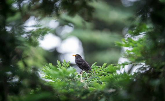 Merle noir / Turdus merula