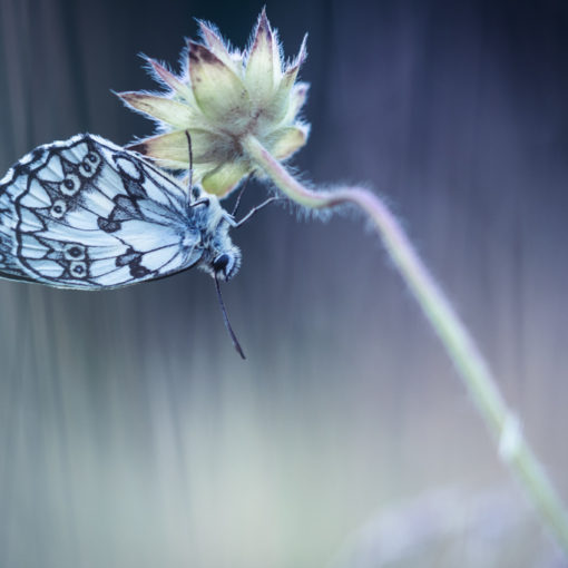 Demi-deuil / Melanargia galathea