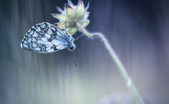 Demi-deuil / Melanargia galathea