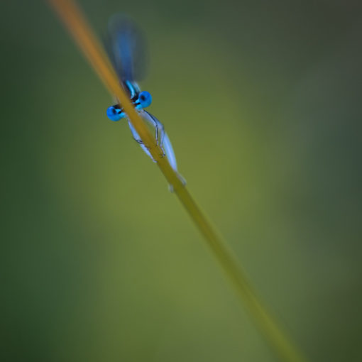 Pennipatte bleuâtre / Platycnemis pennipes