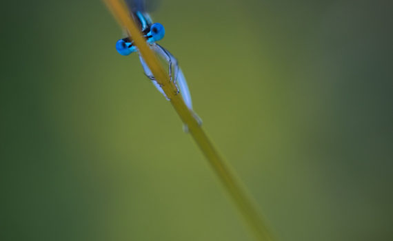 Pennipatte bleuâtre / Platycnemis pennipes