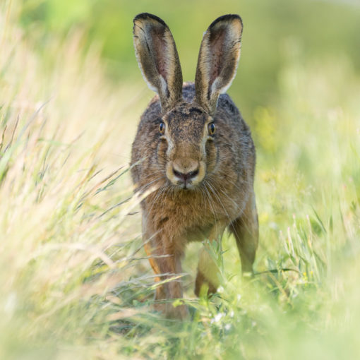 Lièvre d'Europe / Lepus europaeus