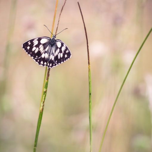 Demi-deuil / Melanargia galathea